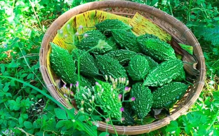 Sau khi nâng mũi không nên ăn khổ qua trong giai đoạn đầu của quá trình hồi phục